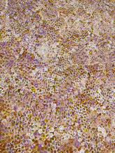 Load image into Gallery viewer, &quot;Bush Plums&quot; Bessie Pitjara 200cm x 129cm *
